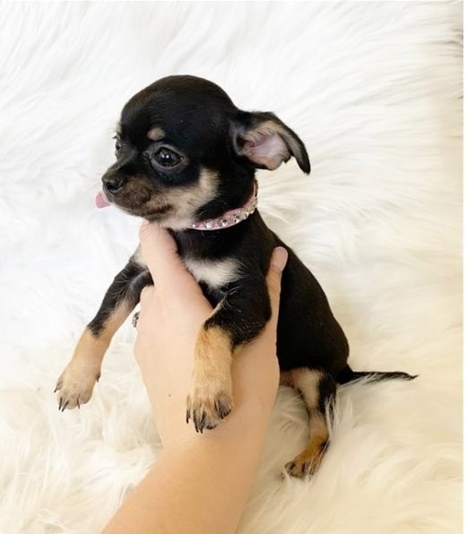 Blue Chihuahua For Sale