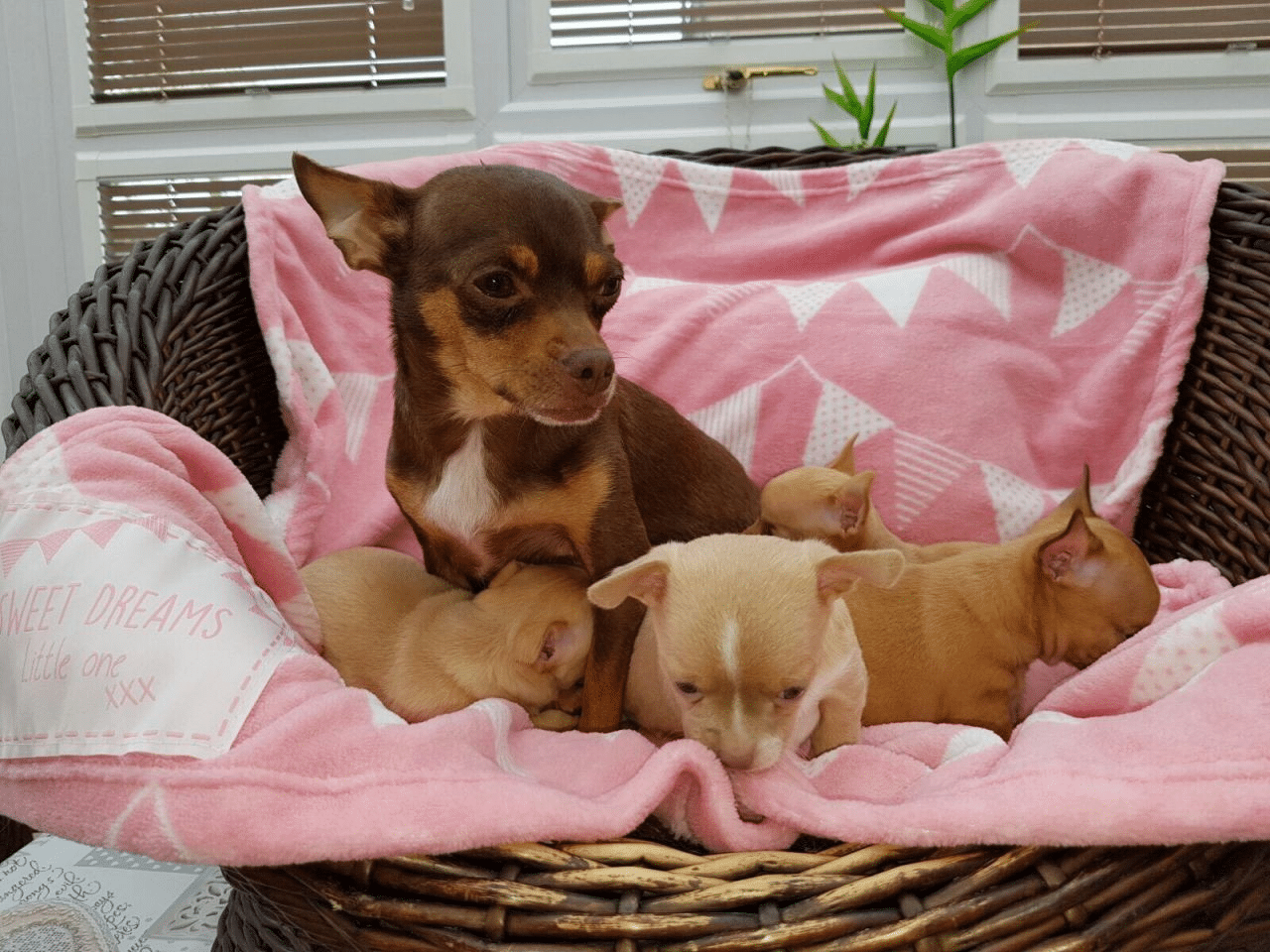 Cheap Chihuahua Puppies