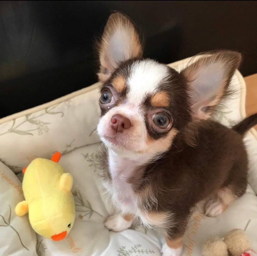 Cheap Chihuahua Puppy For Sale