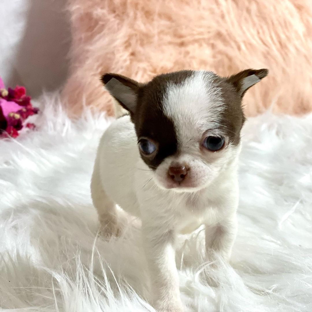 Chihuahua For Sale Near Me