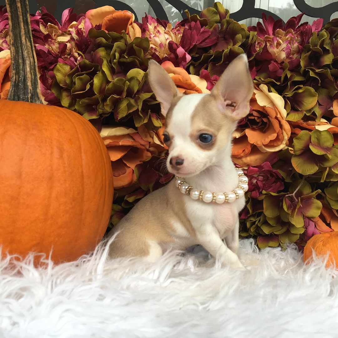 Teacup Chihuahua Puppy For Sale